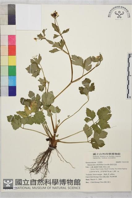 鉤柱毛茛藏品圖，第1張