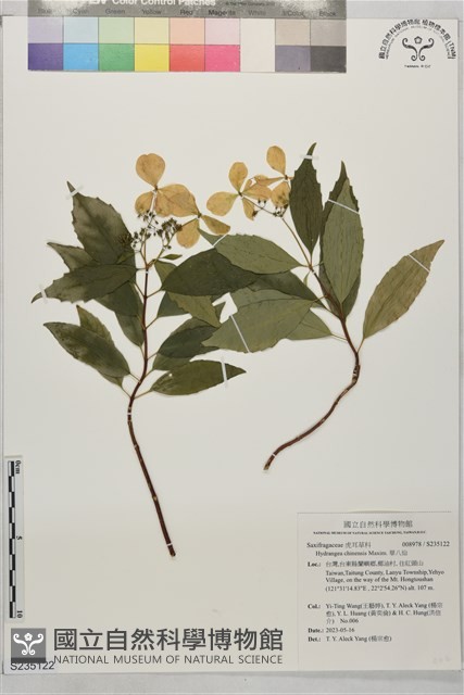 華八仙藏品圖，第1張