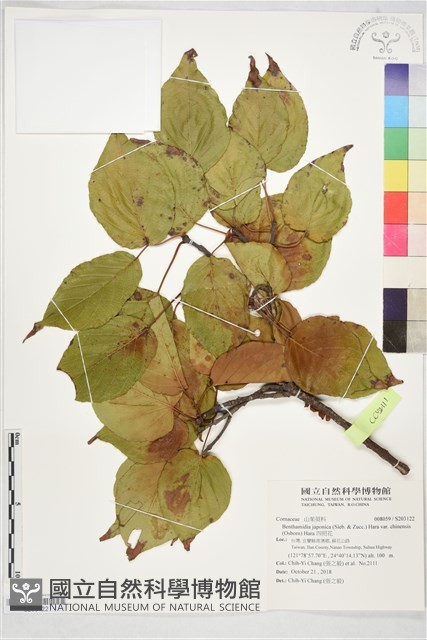 四照花藏品圖，第1張