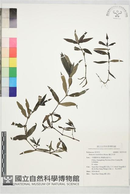 纖花耳草藏品圖，第1張