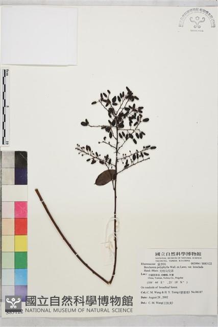 光枝勾兒茶藏品圖，第1張