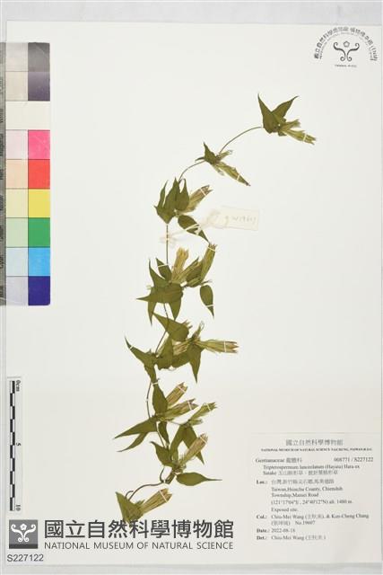 玉山肺形草、披針葉肺形草藏品圖，第1張