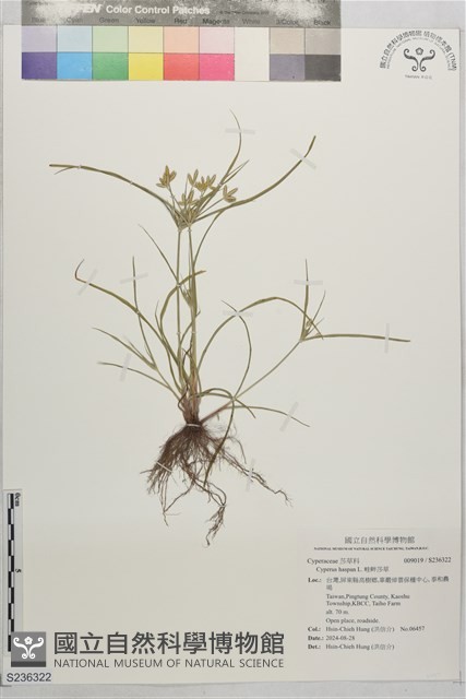 畦畔莎草藏品圖，第1張