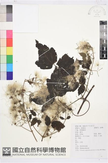 粗齒鐵線蓮藏品圖，第1張