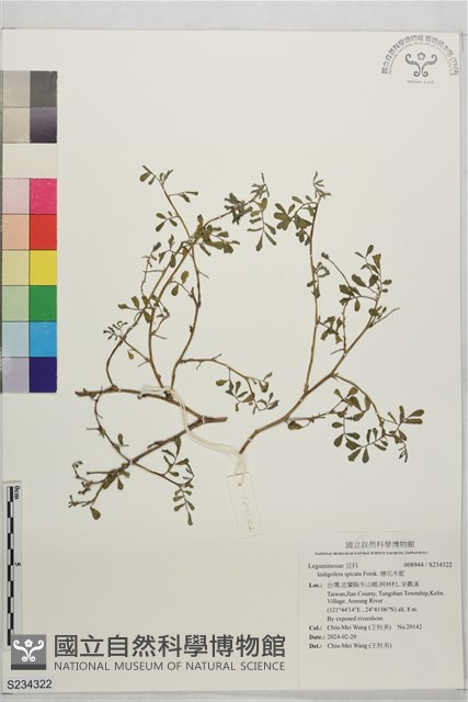 穗花木藍藏品圖，第1張