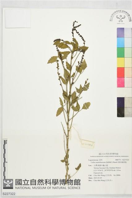 澳洲補骨脂藏品圖，第1張