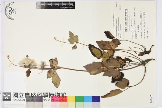 小白頭翁、野棉花藏品圖，第1張