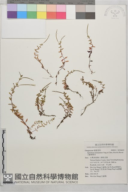 合歡柳葉菜藏品圖，第1張