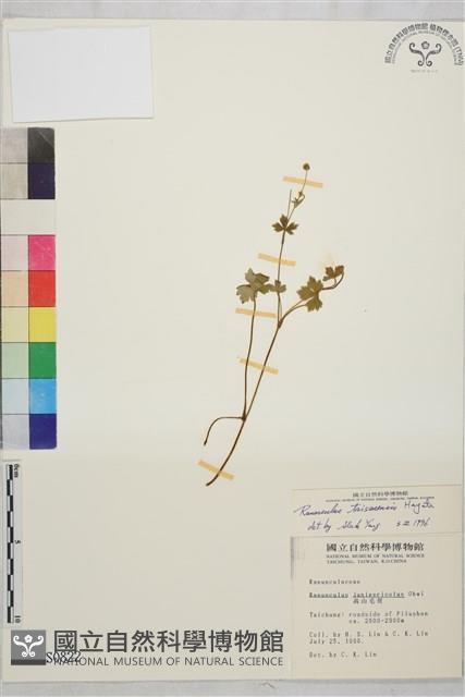 鹿場毛茛藏品圖，第1張