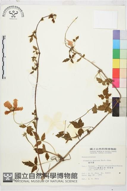 繡球藤藏品圖，第1張