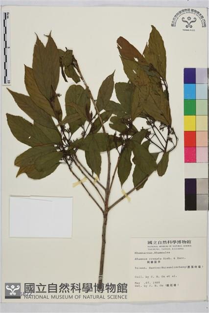 鈍齒鼠李藏品圖，第2張