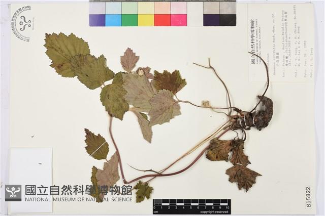 小白頭翁、野棉花藏品圖，第2張