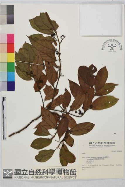 鈍齒鼠李藏品圖，第2張