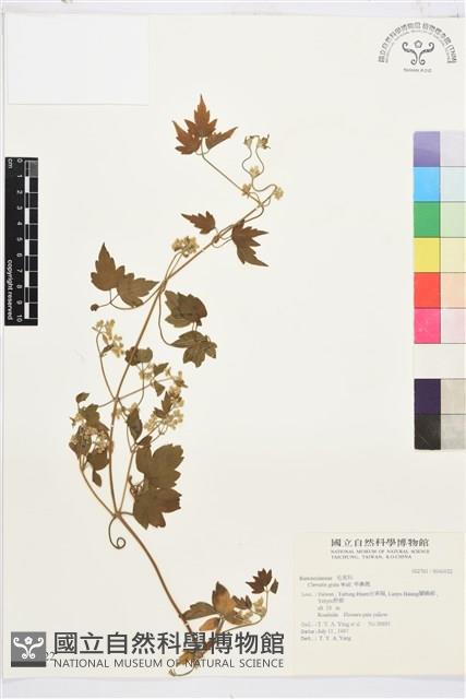 串鼻龍藏品圖，第1張