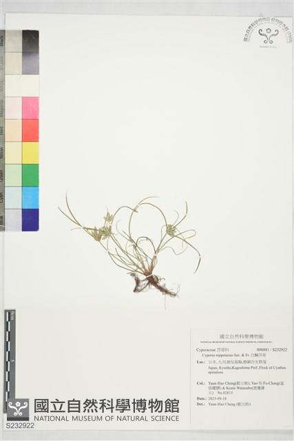 白鱗莎草藏品圖，第1張