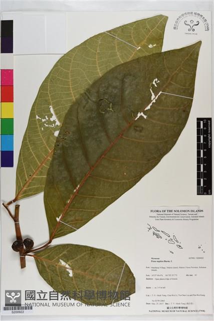 大冇榕、稜果榕藏品圖，第1張
