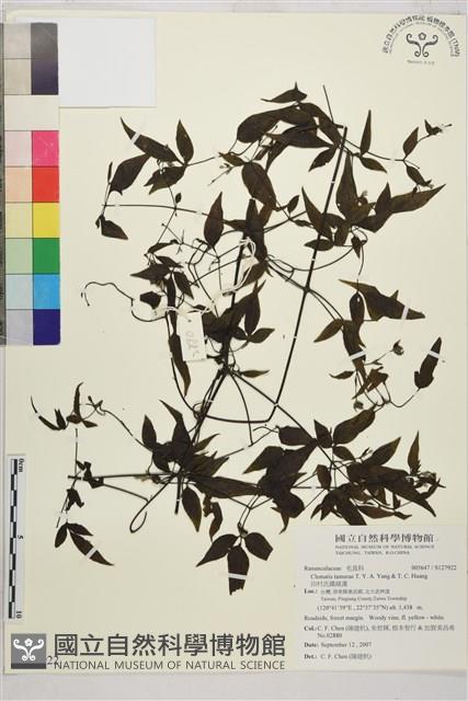 田村氏鐵線蓮藏品圖，第1張