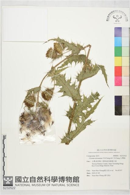 台灣薊藏品圖，第1張