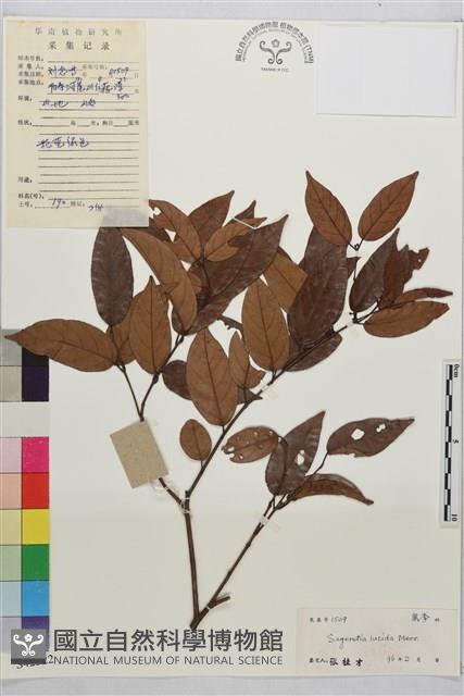 亮葉雀梅藤藏品圖，第1張