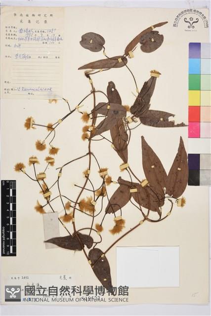 山木通藏品圖，第1張