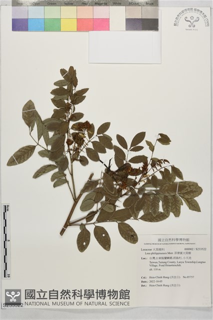 菲律賓火筒樹藏品圖，第1張
