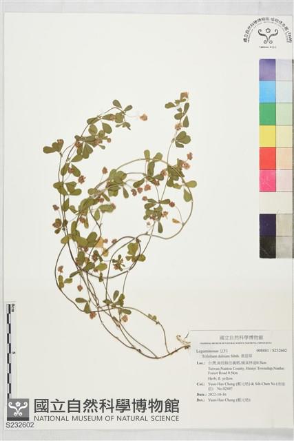 黃菽草藏品圖，第1張