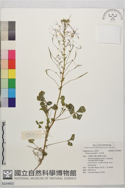 白花菜藏品圖，第1張
