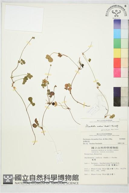 登錄號:S009602藏品圖，第1張