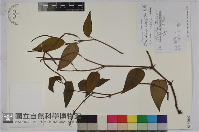 風藤藏品圖，第1張