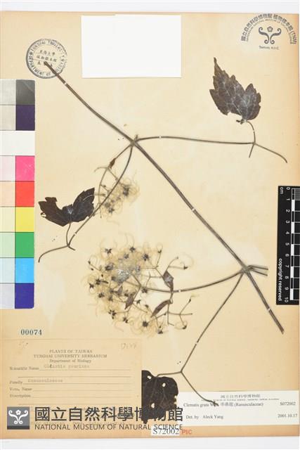 串鼻龍藏品圖，第1張