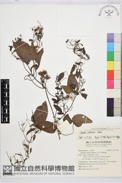 威靈仙藏品圖，第1張