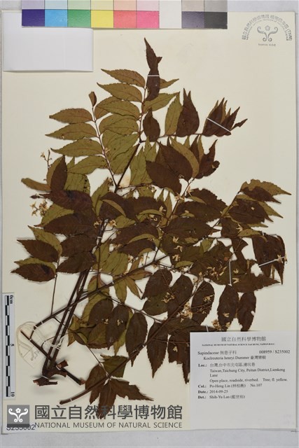 臺灣欒樹藏品圖，第1張