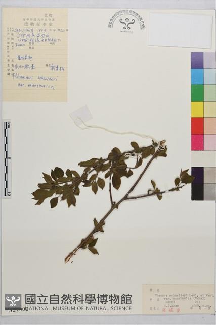 東北鼠李藏品圖，第1張