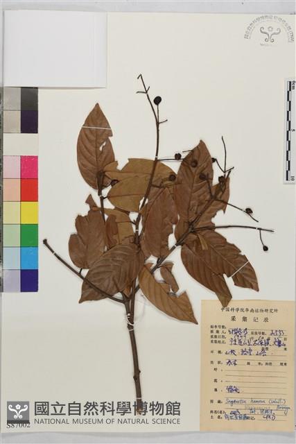 鉤狀雀梅藤, 巒大雀梅藤藏品圖，第1張