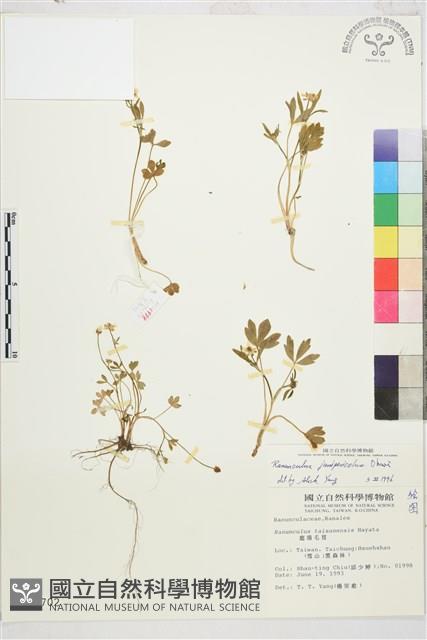 高山毛茛、檜林毛茛藏品圖，第1張