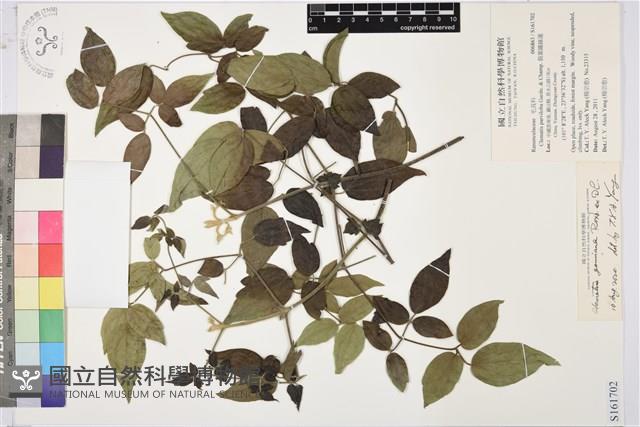 小蓑衣藤藏品圖，第1張