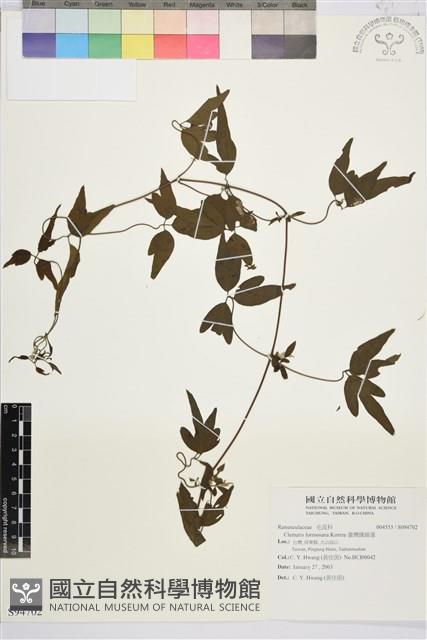 臺灣鐵線蓮藏品圖，第2張