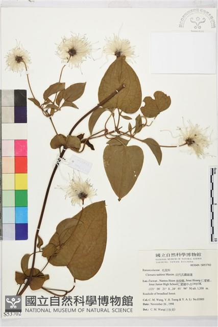 田代氏鐵線蓮藏品圖，第2張