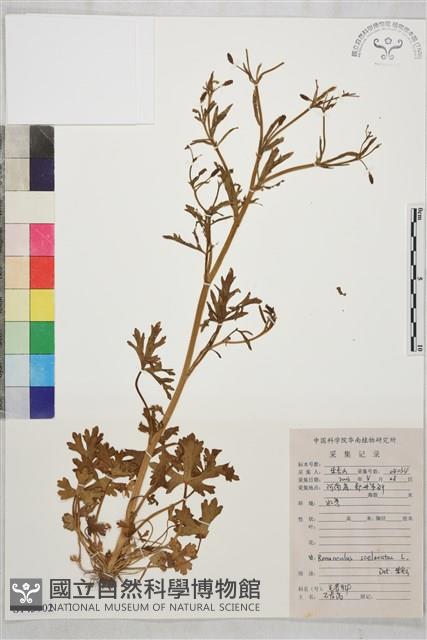 石龍芮藏品圖，第1張