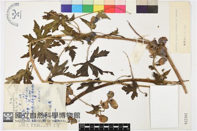 擬康定烏頭藏品圖，第1張