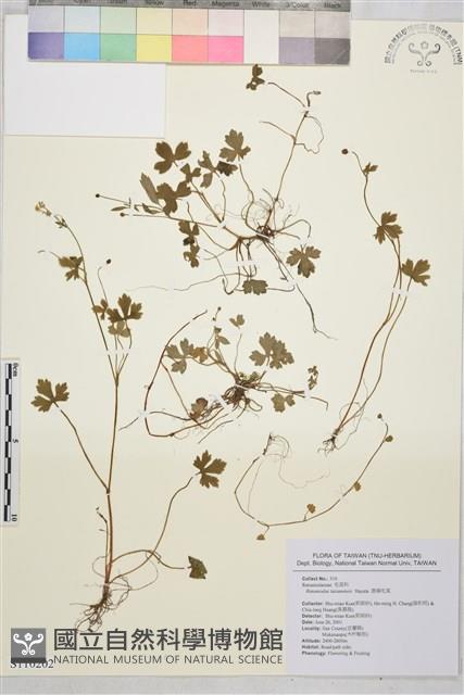 鹿場毛茛藏品圖，第1張