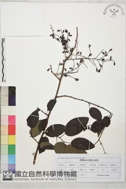 勾兒茶藏品圖，第1張