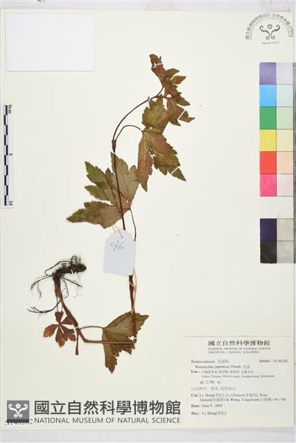 毛茛藏品圖，第1張