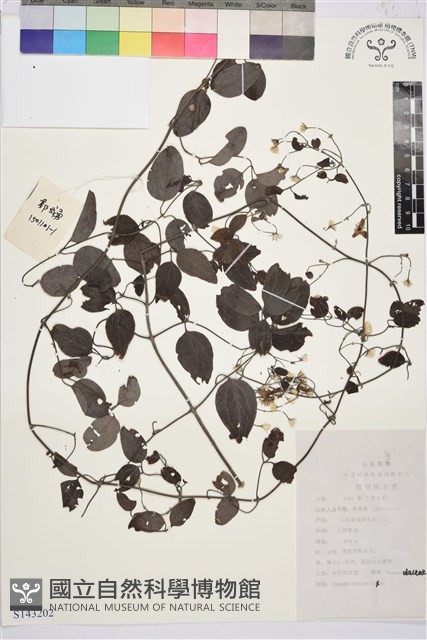 太行鐵線蓮藏品圖，第1張
