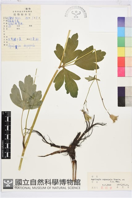 尖萼耬斗菜藏品圖，第1張