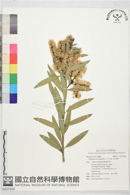 白千層、脫皮樹藏品圖，第1張