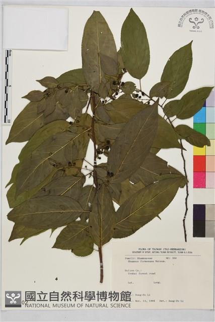 桶鉤藤藏品圖，第1張