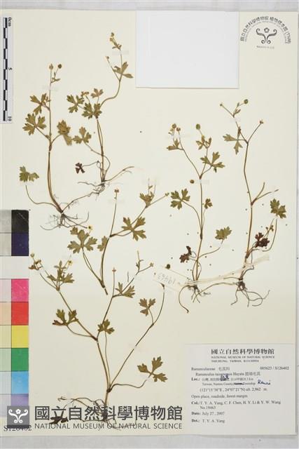 鹿場毛茛藏品圖，第1張