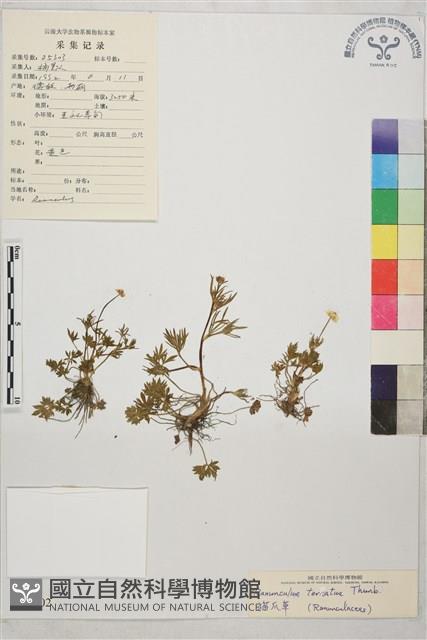 小毛茛藏品圖，第1張