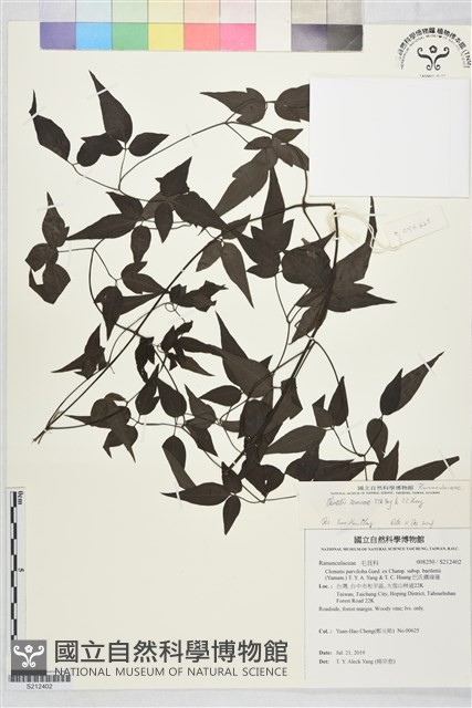 田村氏鐵線蓮藏品圖，第1張